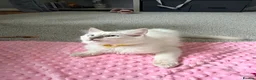 Ragdoll cats for sale: ✨5 blue point and 1 lilac ragdoll kittens ✨ - Advert 9