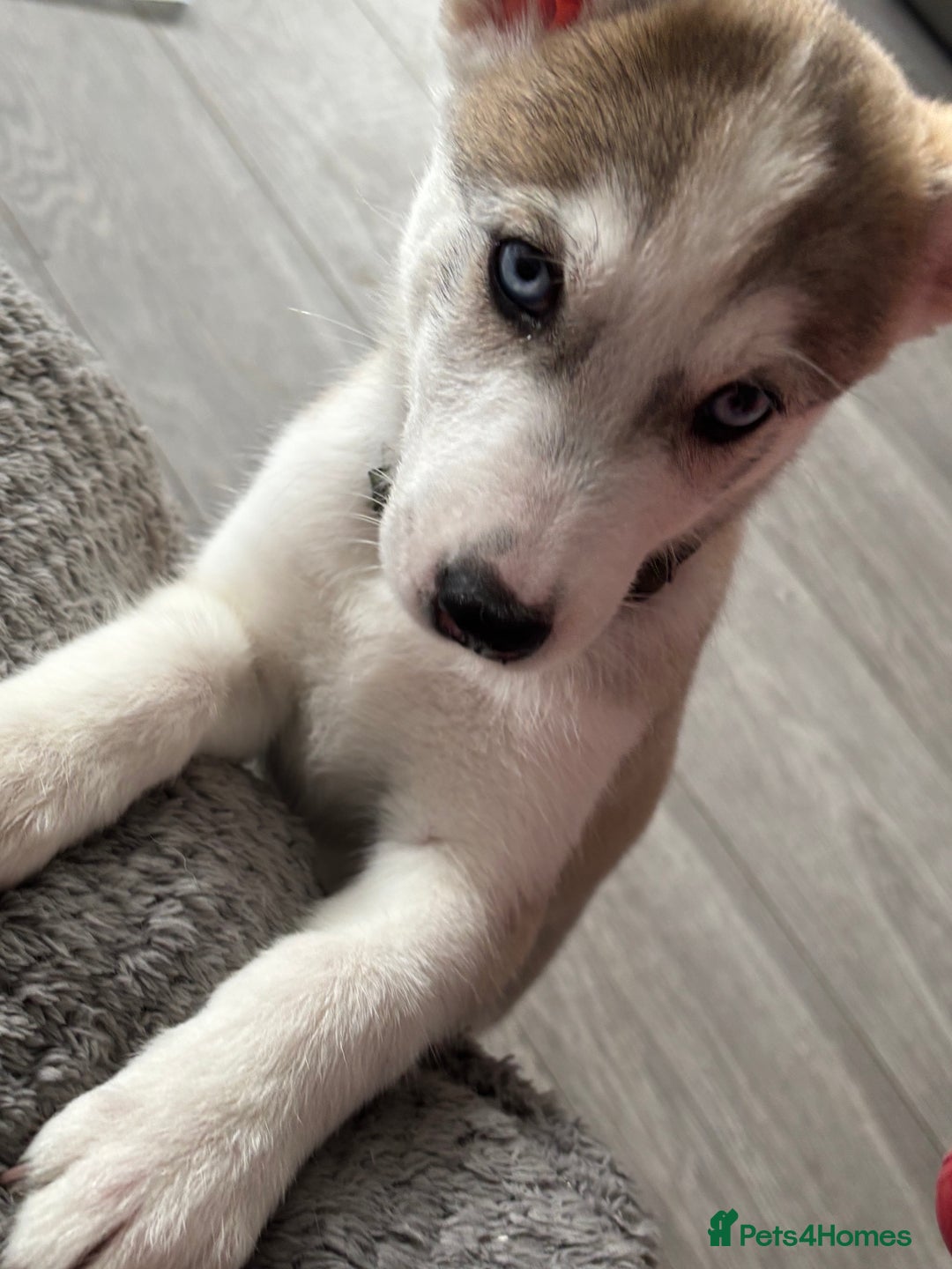 Siberian Husky dogs for sale: Siberian huskies  for sale  - Image 38