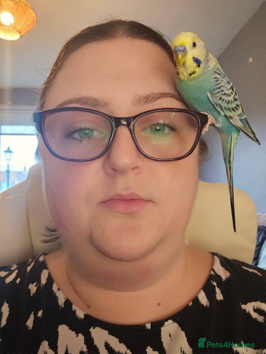 Budgerigars birds for sale: 💙Handsome Budgie Looking for His Perfect Match💛 - Image 3