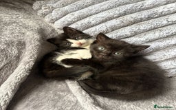 Domestic Shorthair cats for sale: 2 kittens for sale  - Image 2