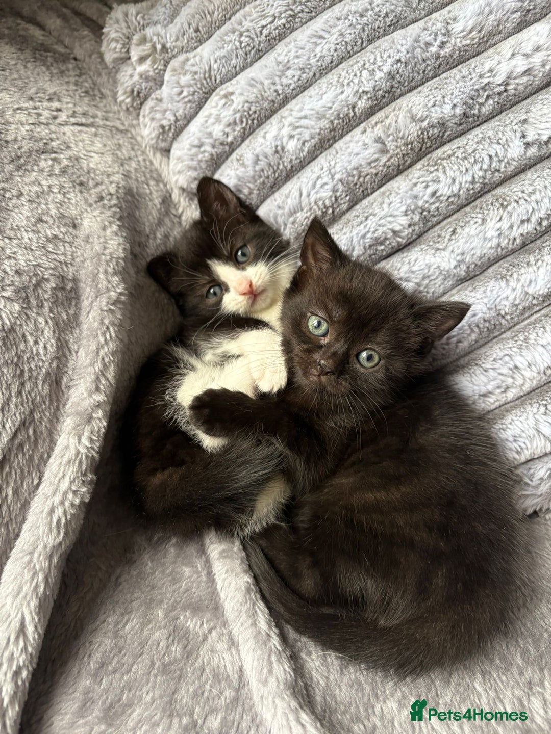 Domestic Shorthair cats for sale: 2 kittens for sale  - Image 2