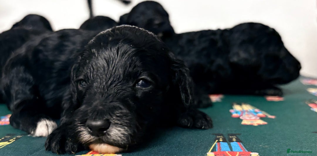 Cavapoochon dogs for sale: Rare Cavapoochons Home Raised PRA clear - Advert 26