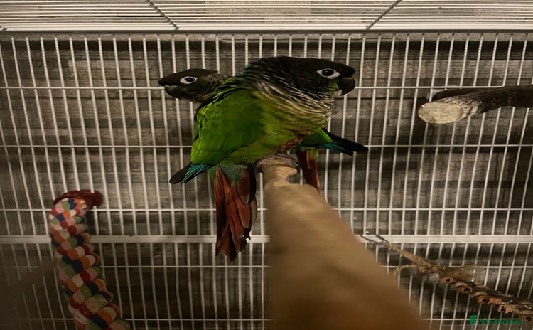 Conures birds - Advert 13