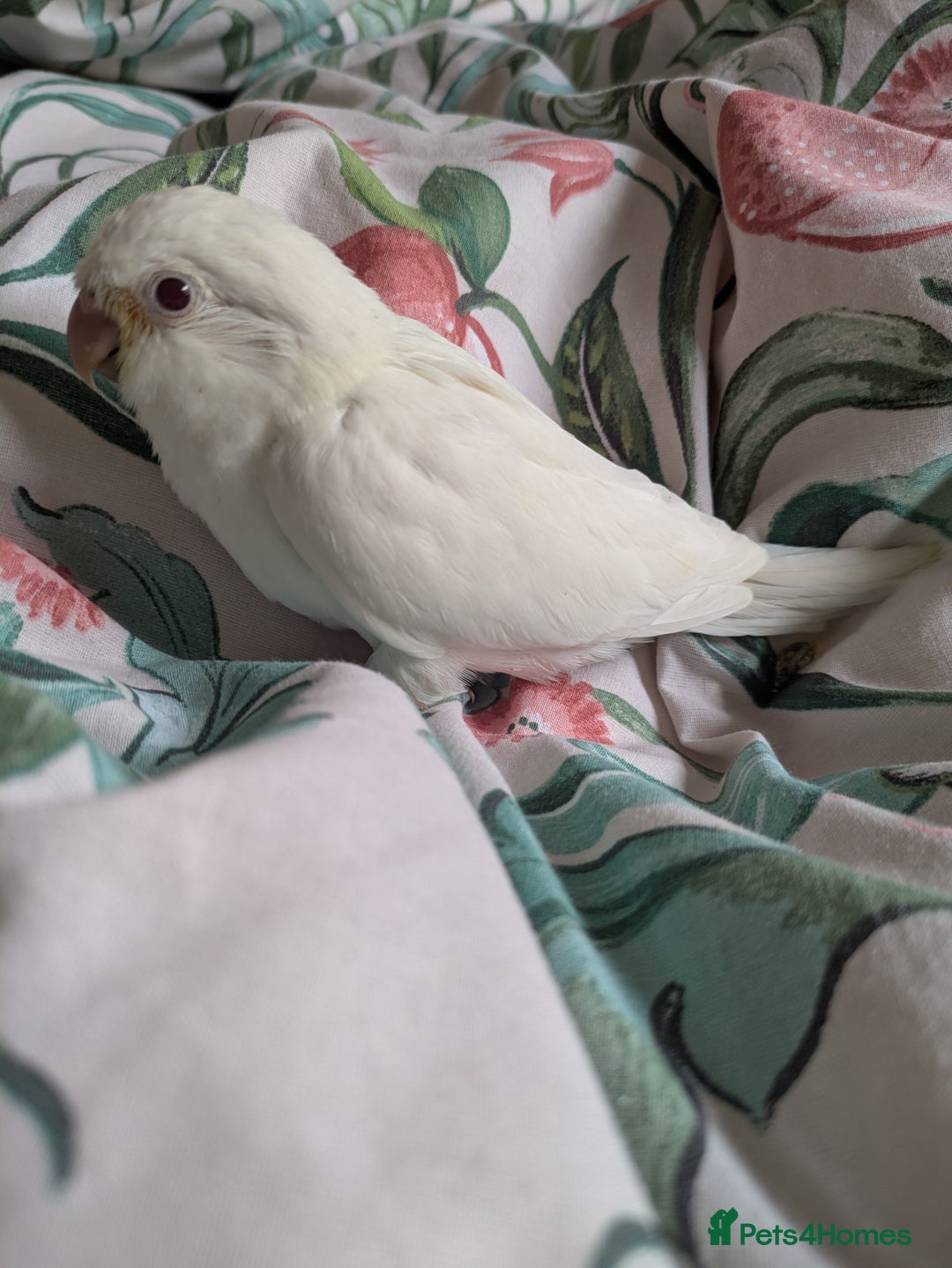 Parakeets birds for sale: Hand reared tamed white and cobalt Quaker parrots  - Image 10