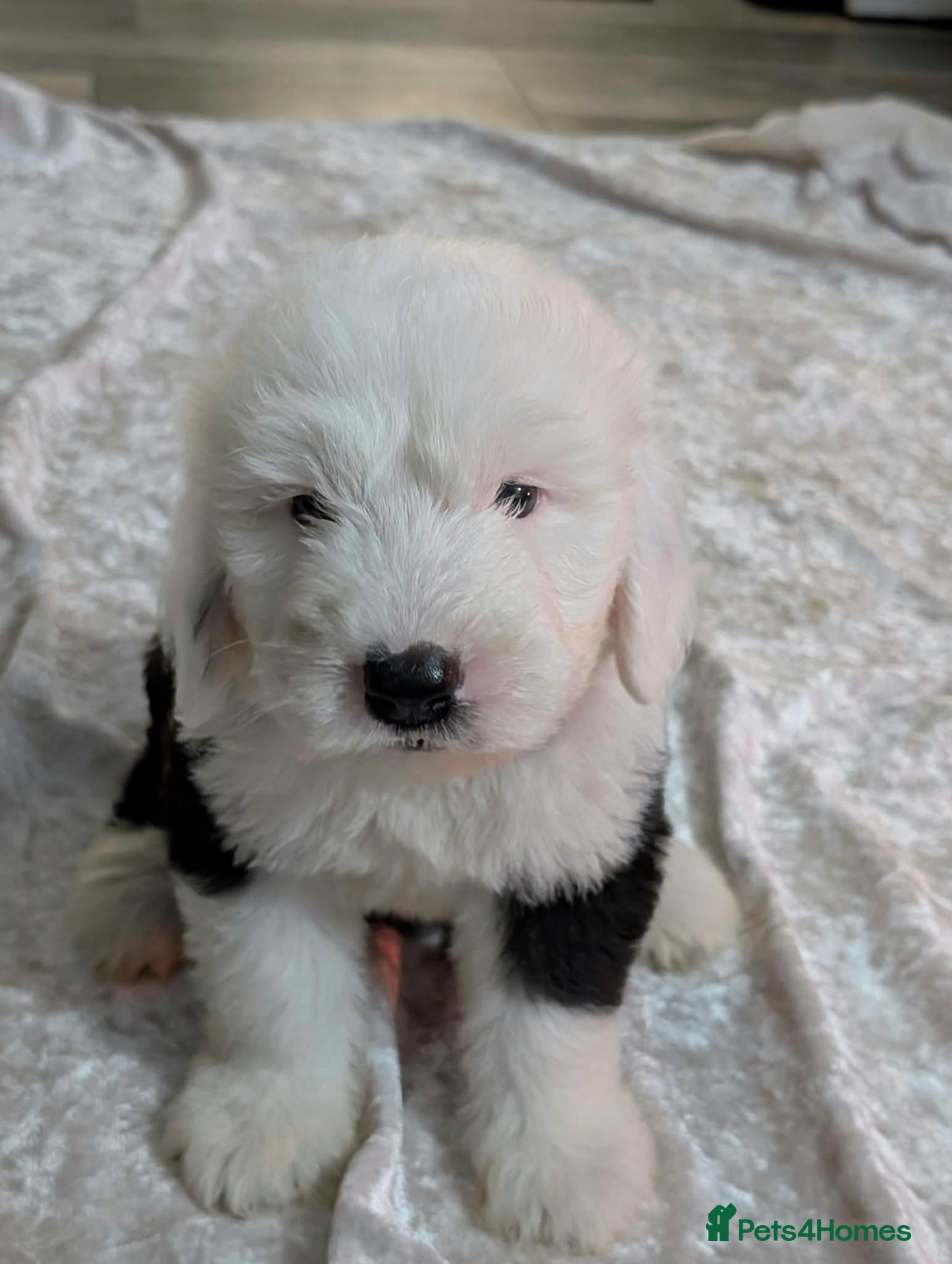 Old English Sheepdog dogs Old english sheepdog  - Advert 3