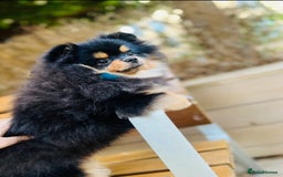 Pomeranian dogs for sale: Beautiful Mini Pomeranian Male - Image 4