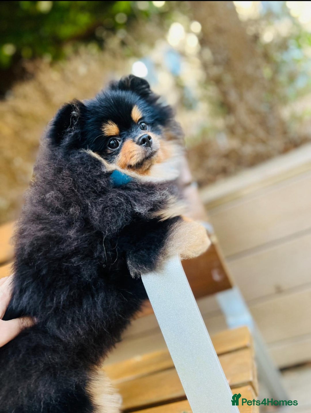 Pomeranian dogs for sale: Beautiful Mini Pomeranian Male - Image 4
