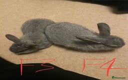 Mixed Breed rabbits for sale: Baby rabbits  - Image 7