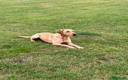 Labrador Retriever dogs for sale: 2 year old Yellow Labrador  - Image 4