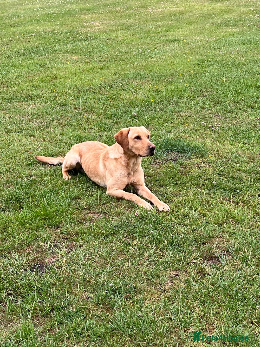 Labrador Retriever dogs for sale: 2 year old Yellow Labrador  - Image 4