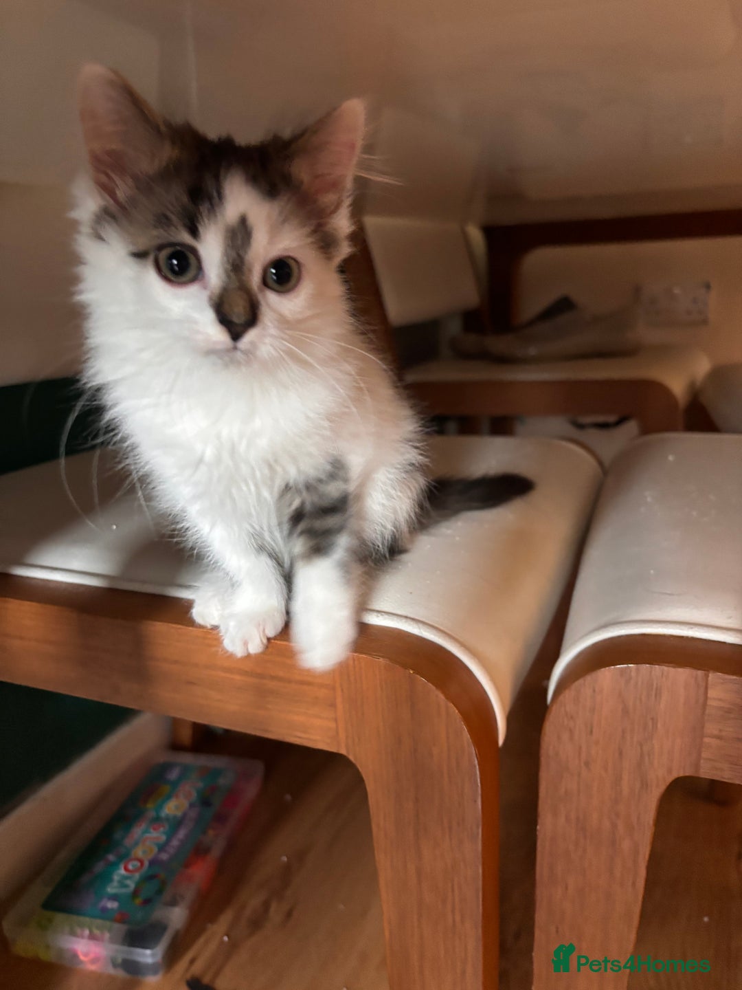 Mixed Breed cats for sale: Beautiful kittens. - Image 7