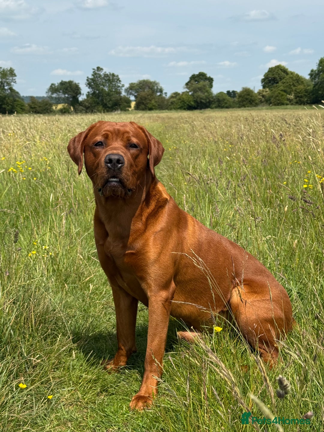 Labrador Retriever dogs for stud: Labrador Stud Sam with the perfect 0’s.  - Advert 5