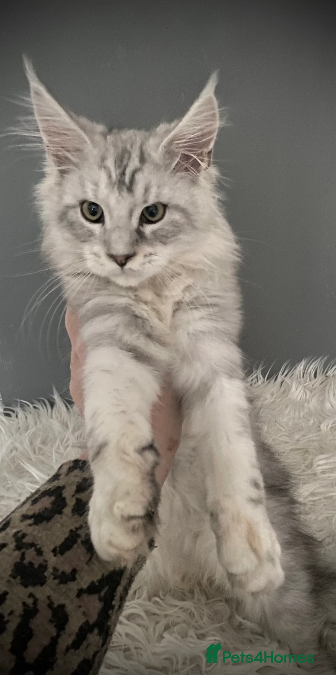 Maine Coon cats for sale: Full Maine Coon 16 wk kittens Large Russian lines - Advert 2