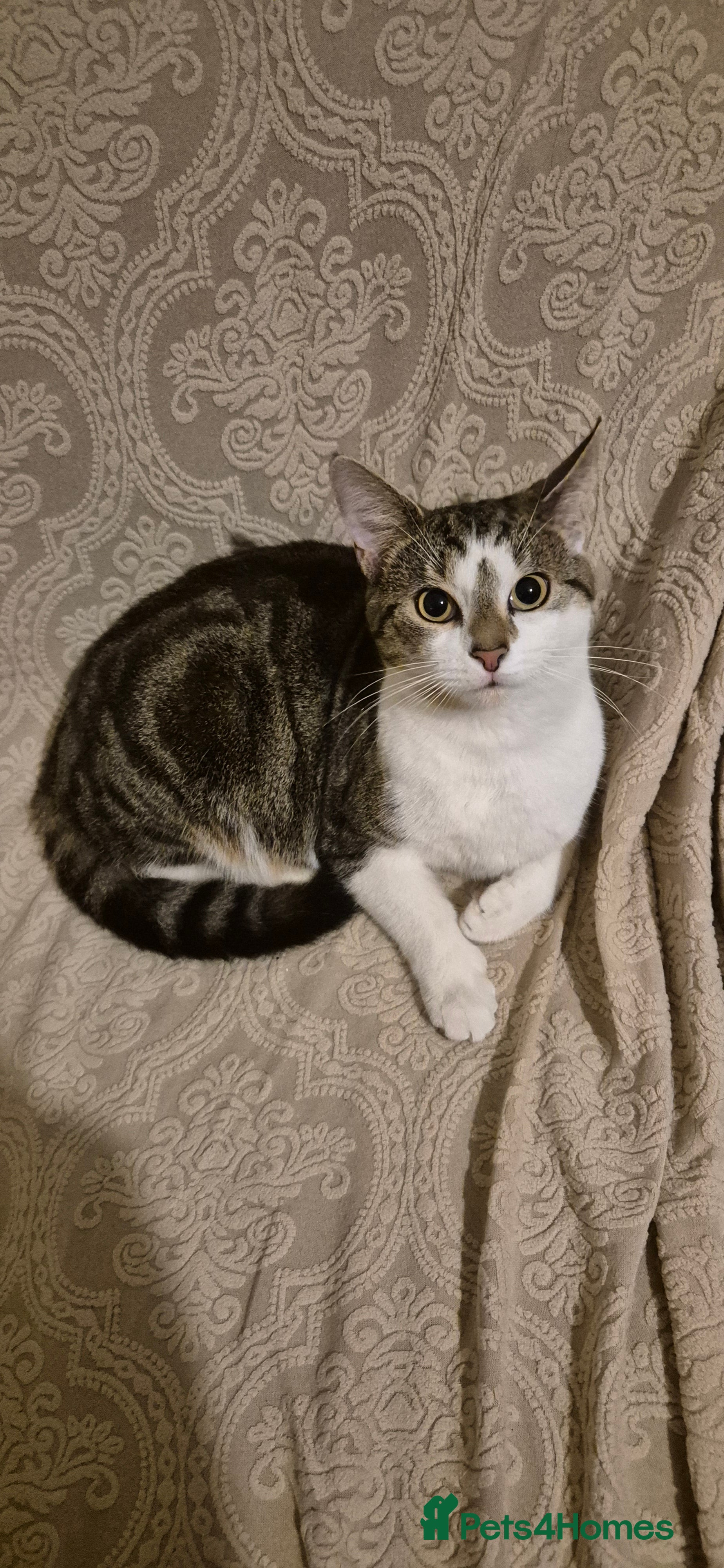 Tibetan cats Beautiful male cat - Advert 6