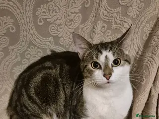 Tibetan cats Beautiful male cat - Advert 6