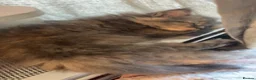 Maine Coon cats for sale: 3/4 Maine coon kittens  - Advert 8