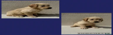 Golden Retriever 3