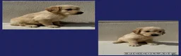 Golden Retriever dogs for sale: 5 KC registered Golden Retriever boys - Advert 10