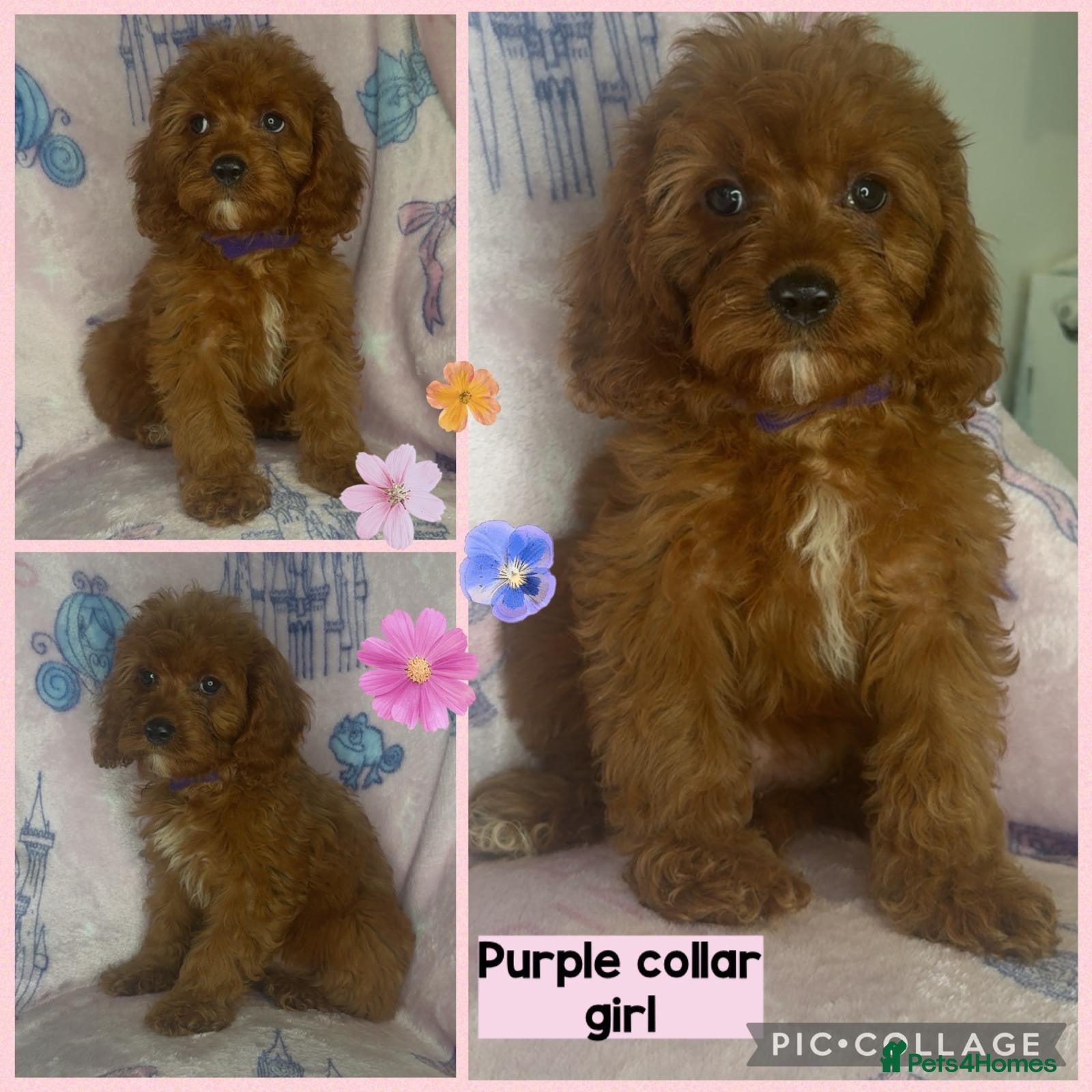 Cavapoo dogs Health clear Toy Cavapoos ready now - Advert 1