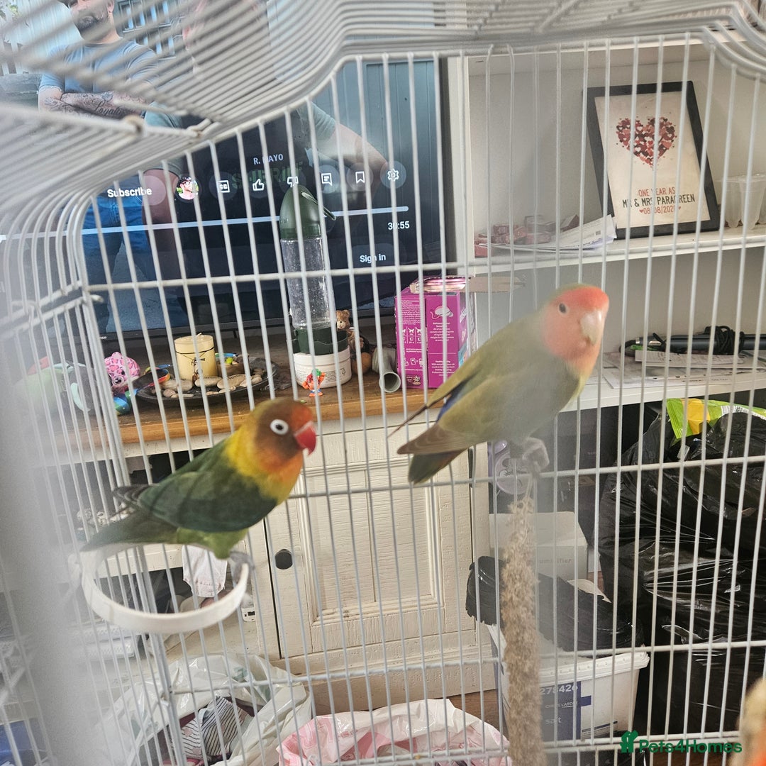Lovebirds birds for sale: Not hand tamed lovebirds mixed breed  - Image 2