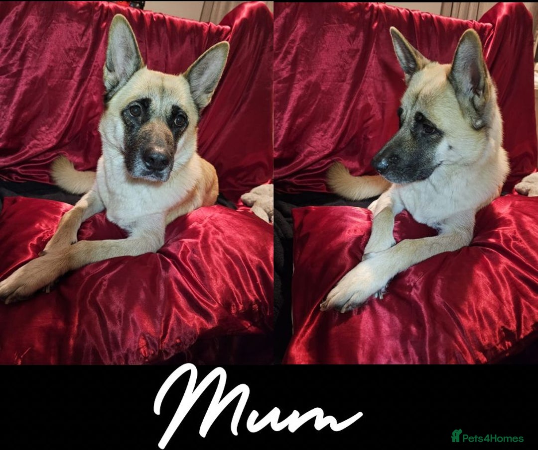 Mixed Breed dogs for sale: German Shepherd x Akita puppies - READY IN JANUARY - Advert 2