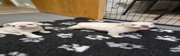 French Bulldog dogs for sale: Ready to leave now Rare Platinum French bulldogs   - Advert 9
