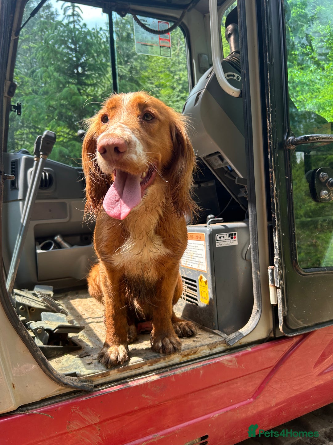 Cocker Spaniel dogs for stud: Standing at Stud in Tavistock - Advert 1