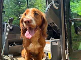 Cocker Spaniel dogs for stud in Tavistock - Advert 4