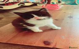 Mixed Breed cats for sale: Lovely kitten Are looking for Loving home - Image 11