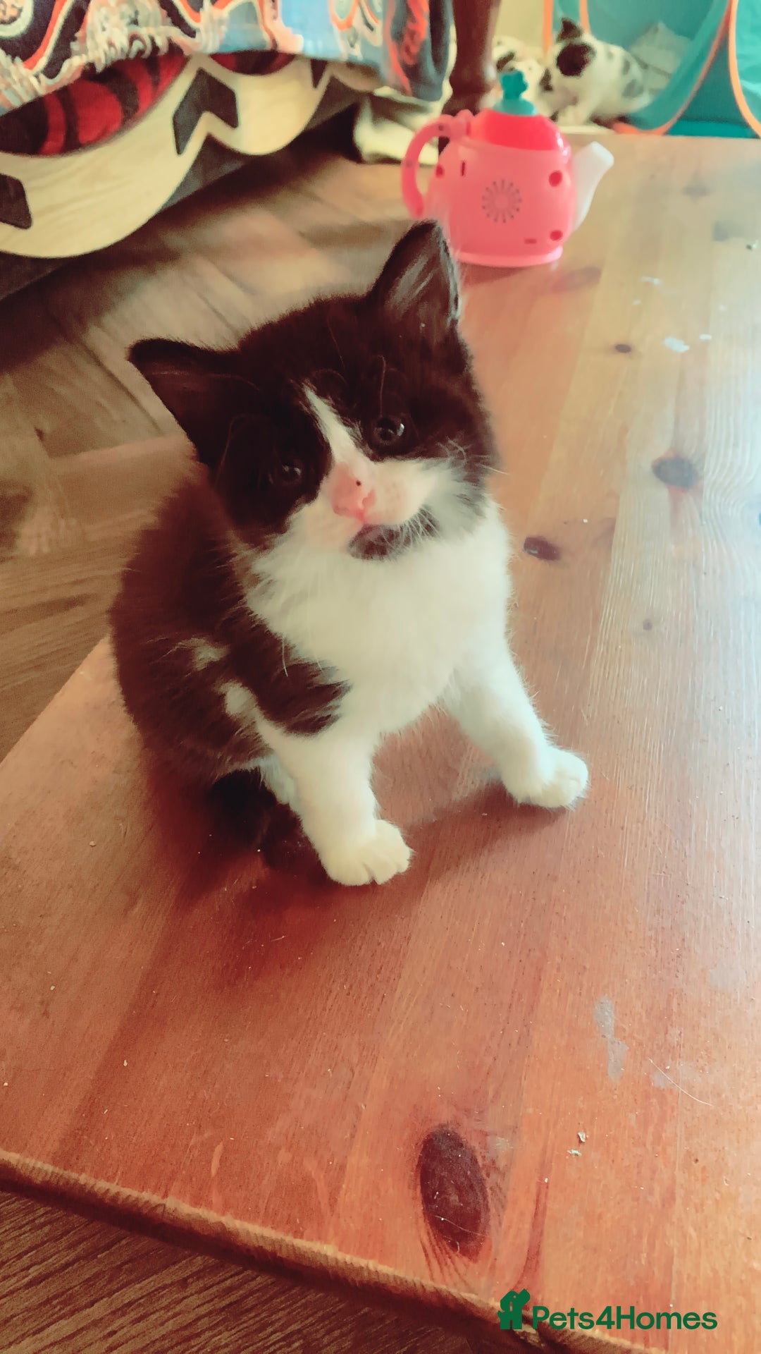 Mixed Breed cats for sale: Lovely kitten Are looking for Loving home - Image 11