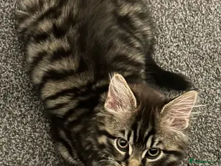 Mixed Breed cats 4 month old rescue kitten needs a new home - Advert 1