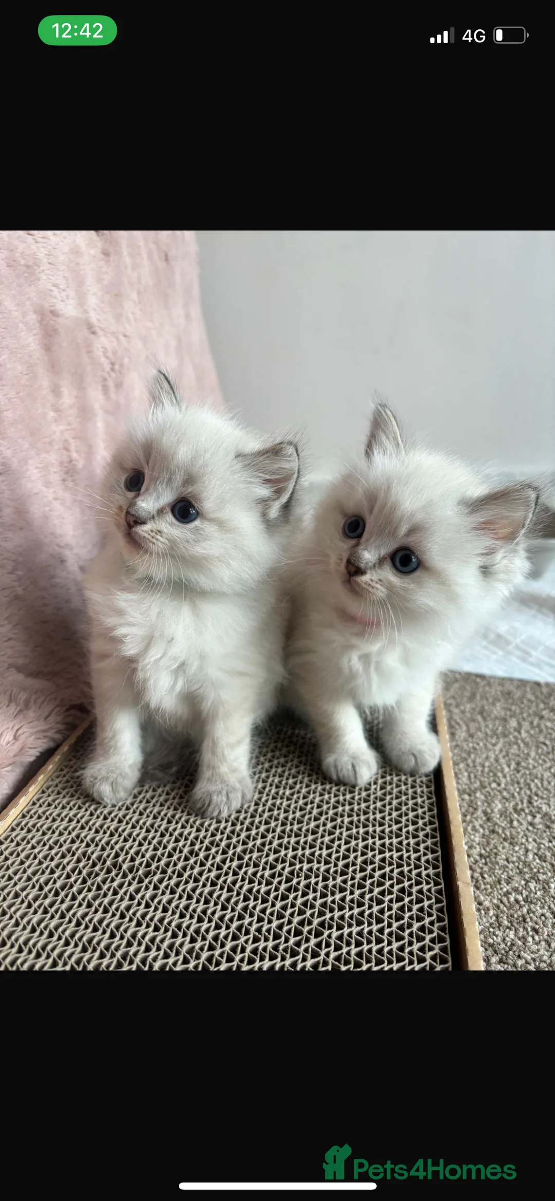 Ragdoll cats for stud: GCCF TABBY (Lynx) RAGDOLL STUD carrying choc  - Advert 2