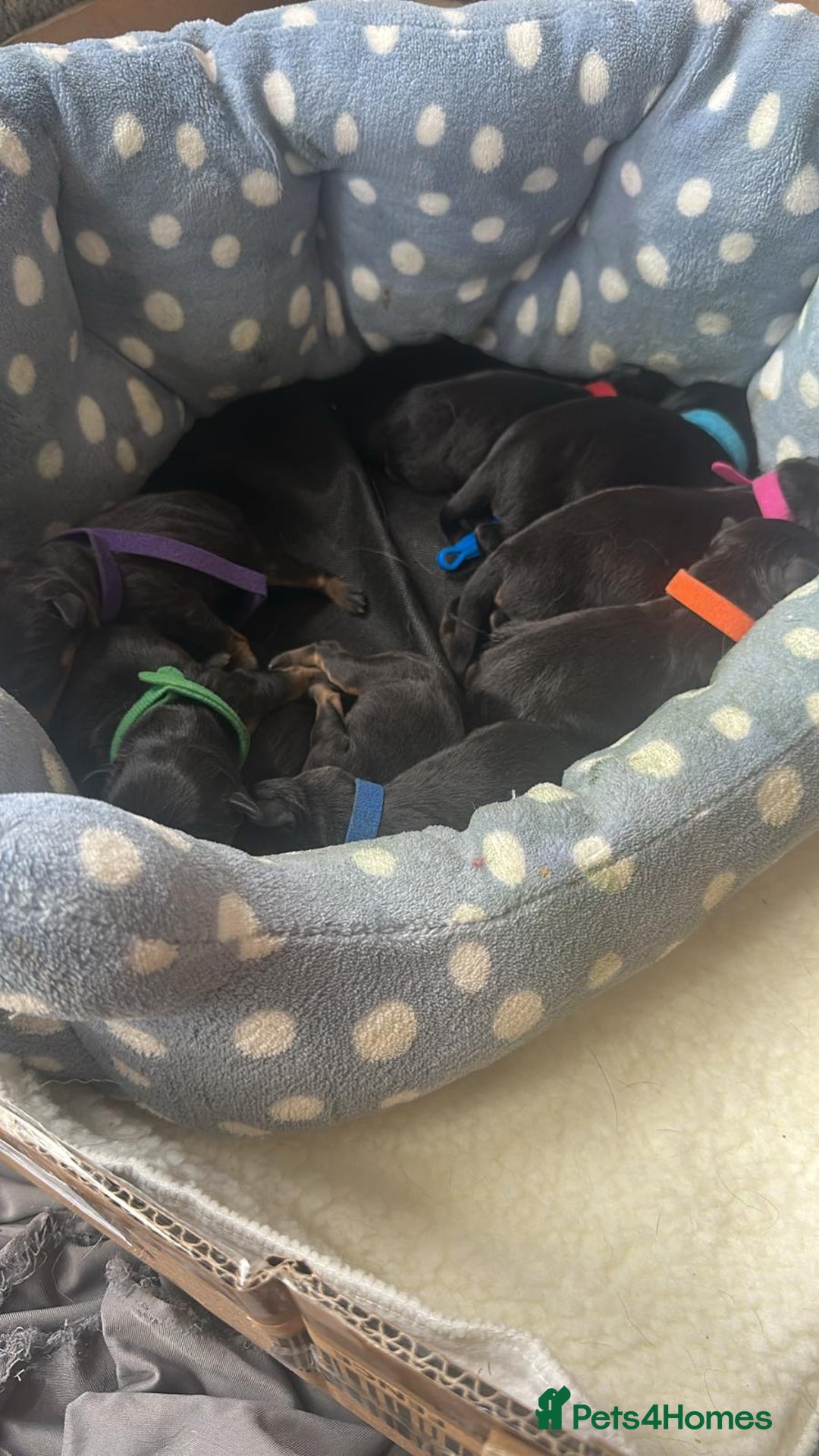 Rottweiler dogs for stud: Rottweiler for stud full pedigree, health tested  in Prescot - Advert 28