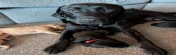 Labrador Retriever dogs for sale: Labrador puppies  in Oswestry - Advert 2