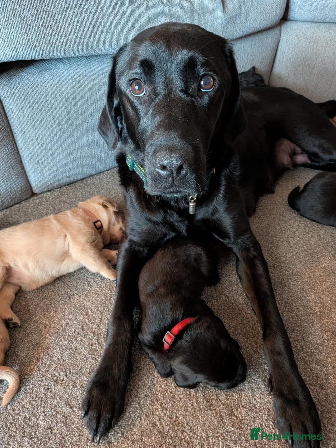 Labrador Retriever dogs for sale: Labrador puppies  in Oswestry - Advert 2