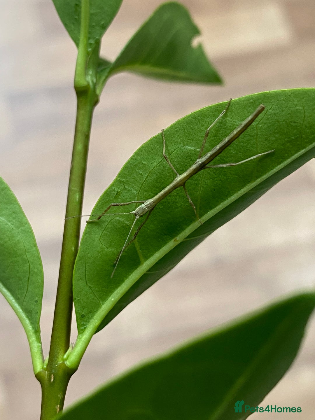 Stick Insects invertebrates for sale: Juvenile Indian Stick Insects x5 for £5 - Image 4