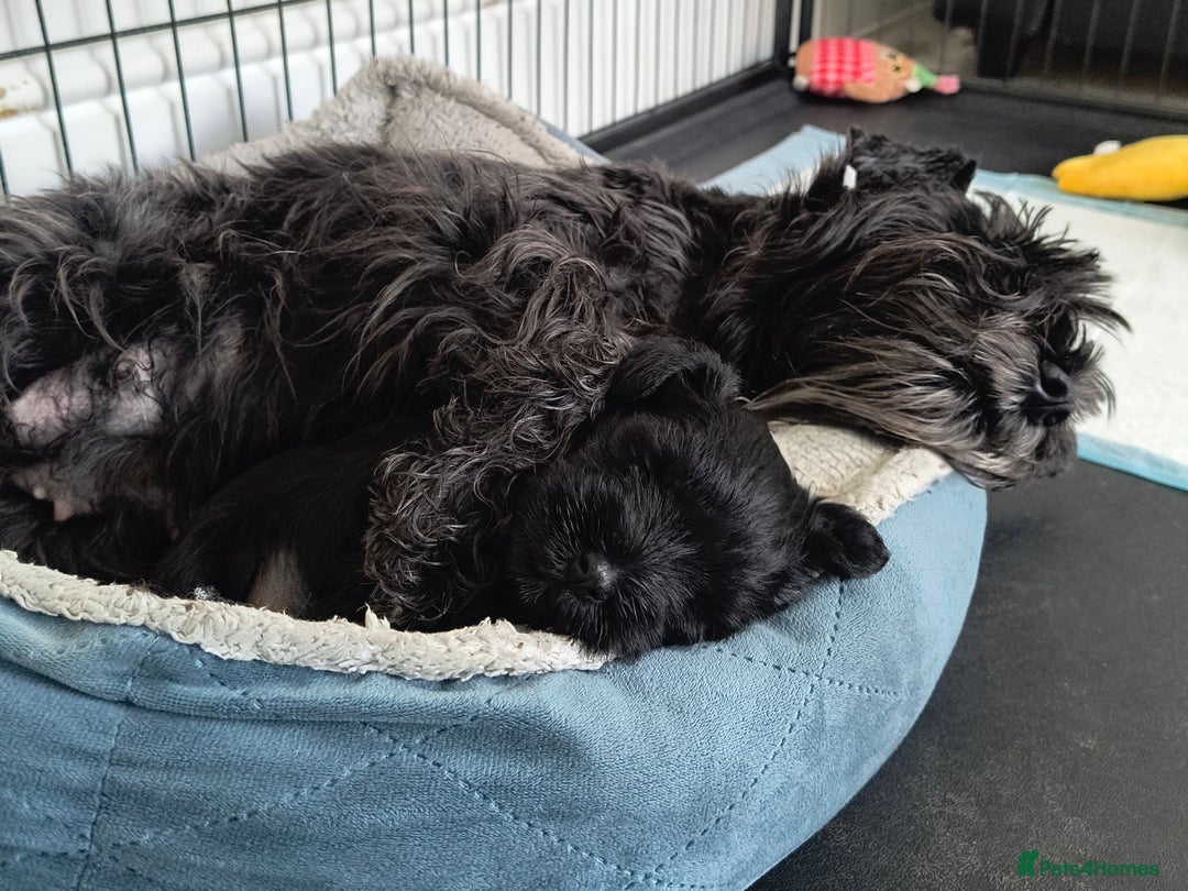 Miniature Schnauzer dogs for sale: Black Miniature Schnauzer Puppy – Girl Available - Advert 7