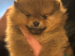 Pomeranian dogs FCI Beautiful Pomeranian male puppy registered - Advert 9
