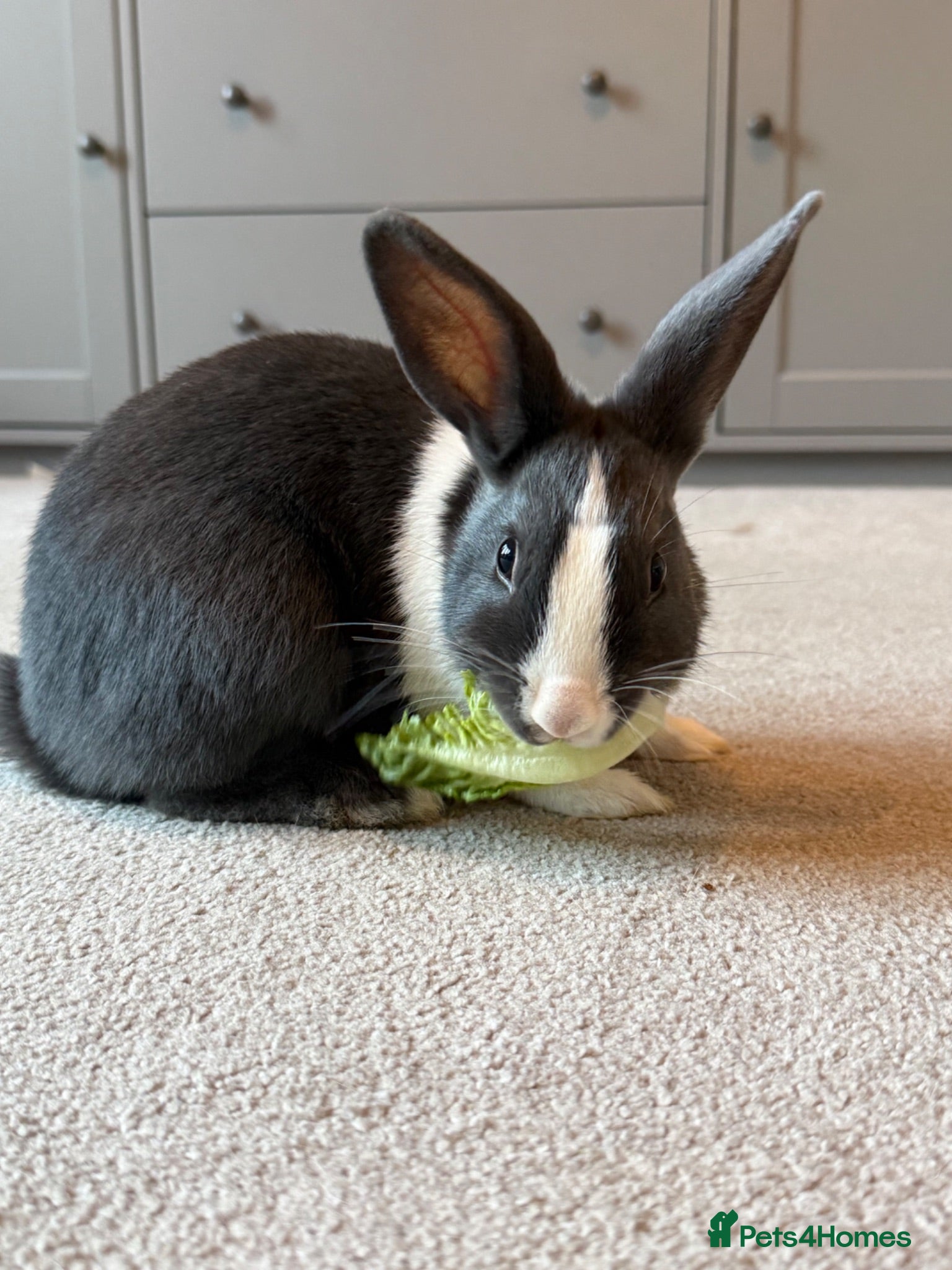 Mixed Breed rabbits Rabbit and cage - Advert 7