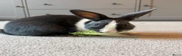 Mixed Breed rabbits for sale: Rabbit and cage in Norwich - Advert 1