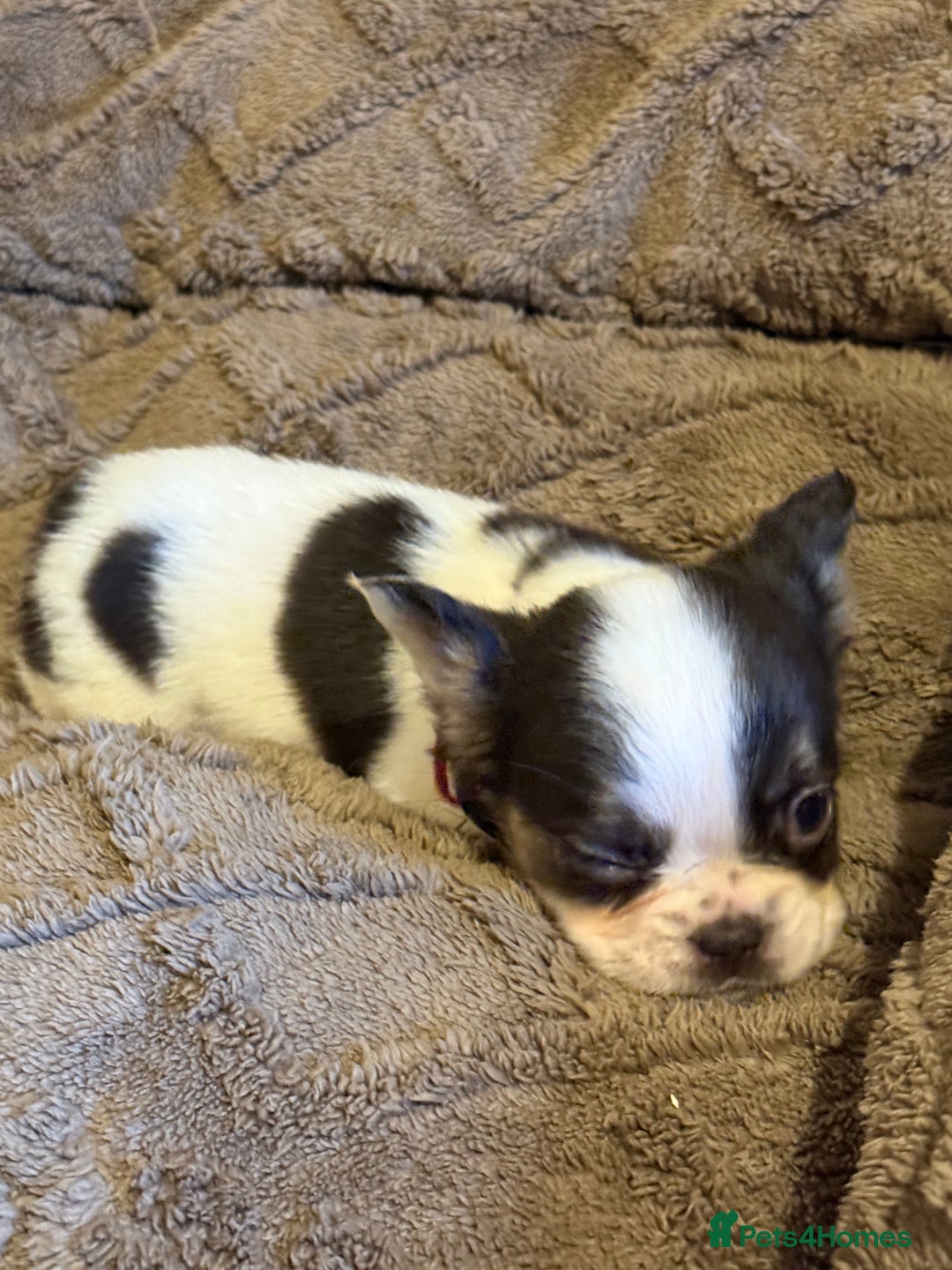 French Bulldog dogs for sale: Kc reg Fluffy Frenchies Ready Now  - Image 11