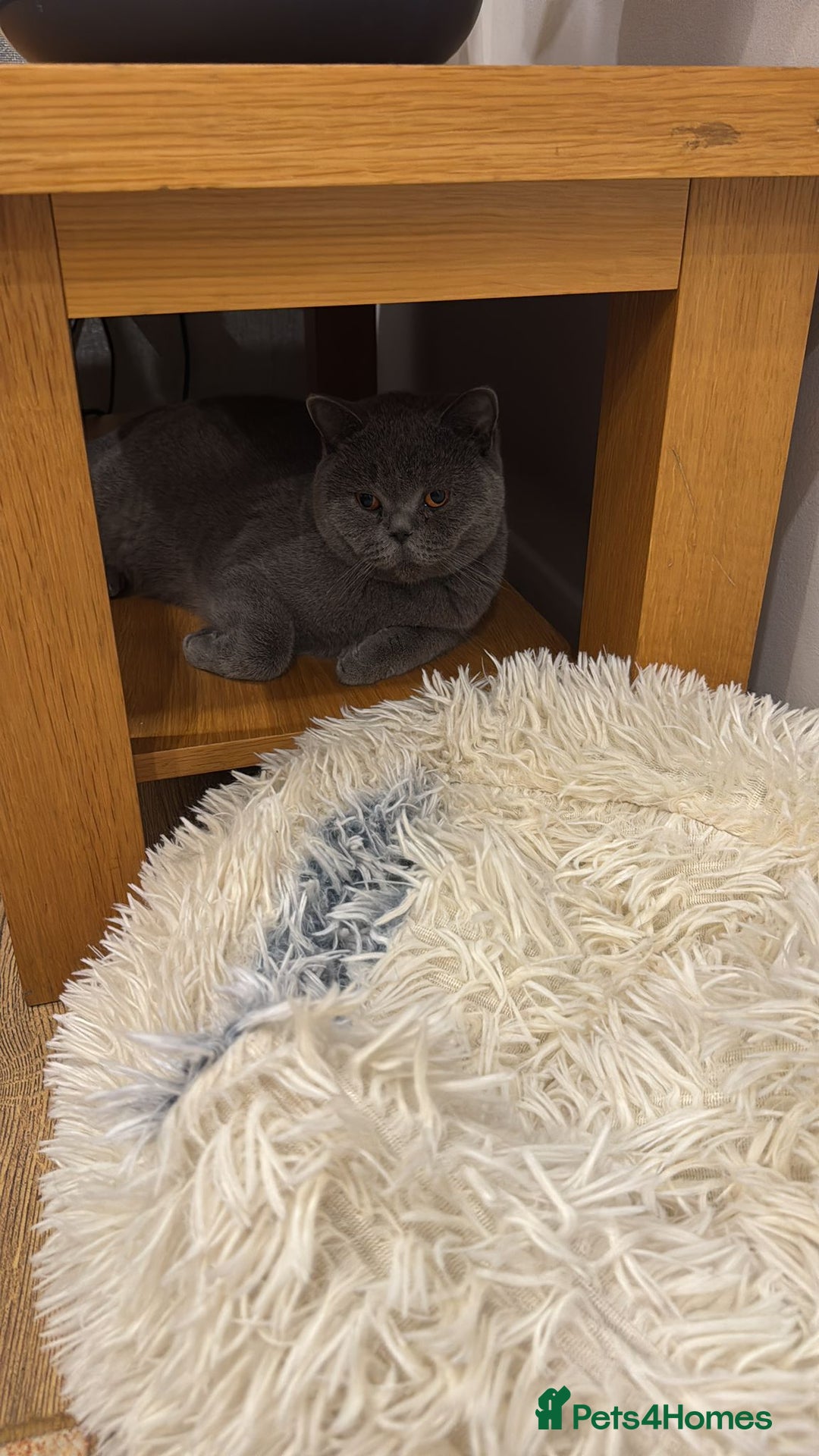 British Shorthair cats for sale: Britsh Shorthair - Image 2