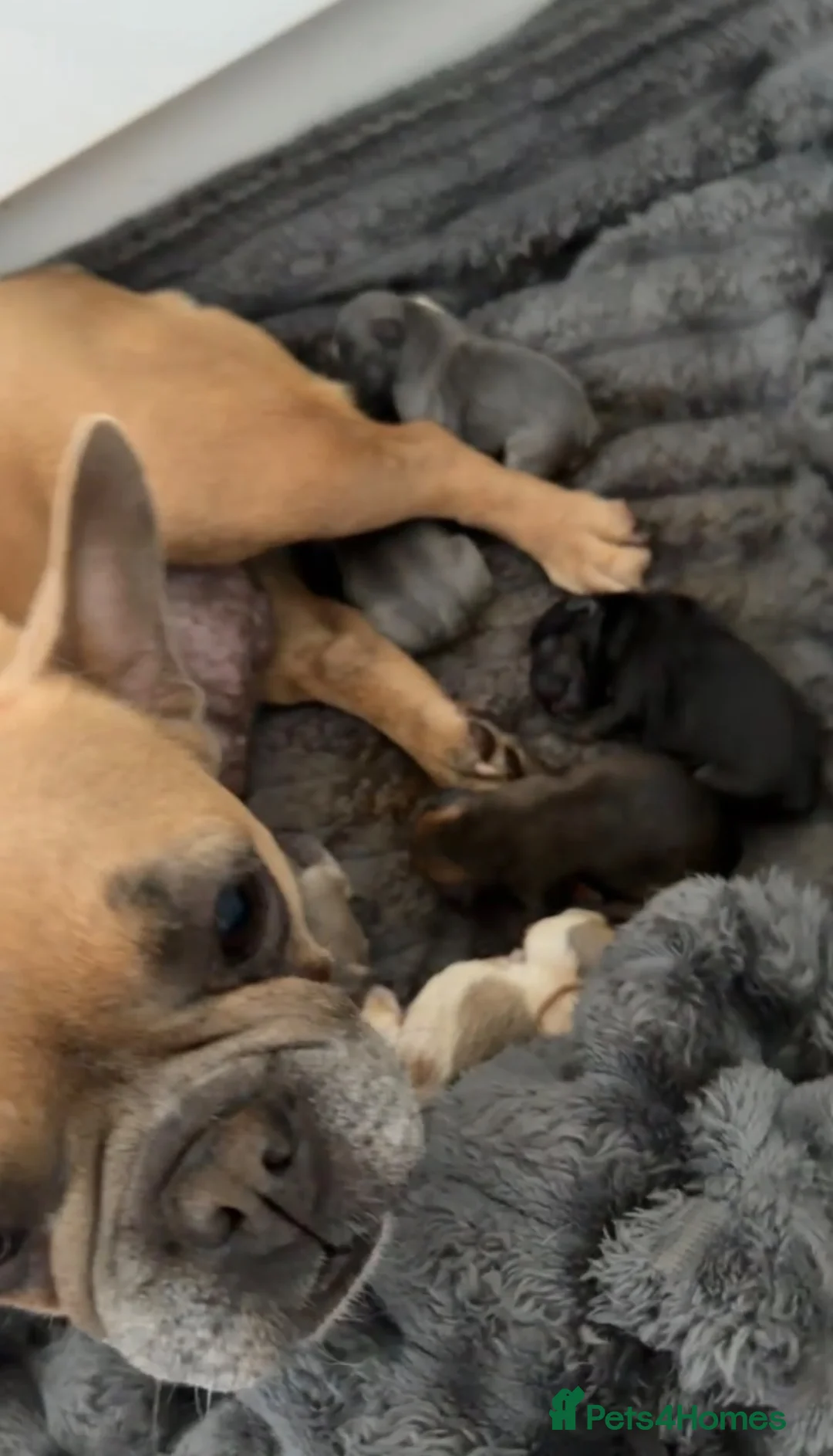 French Bulldog dogs for sale: French bulldog puppies  in Doncaster - Advert 2