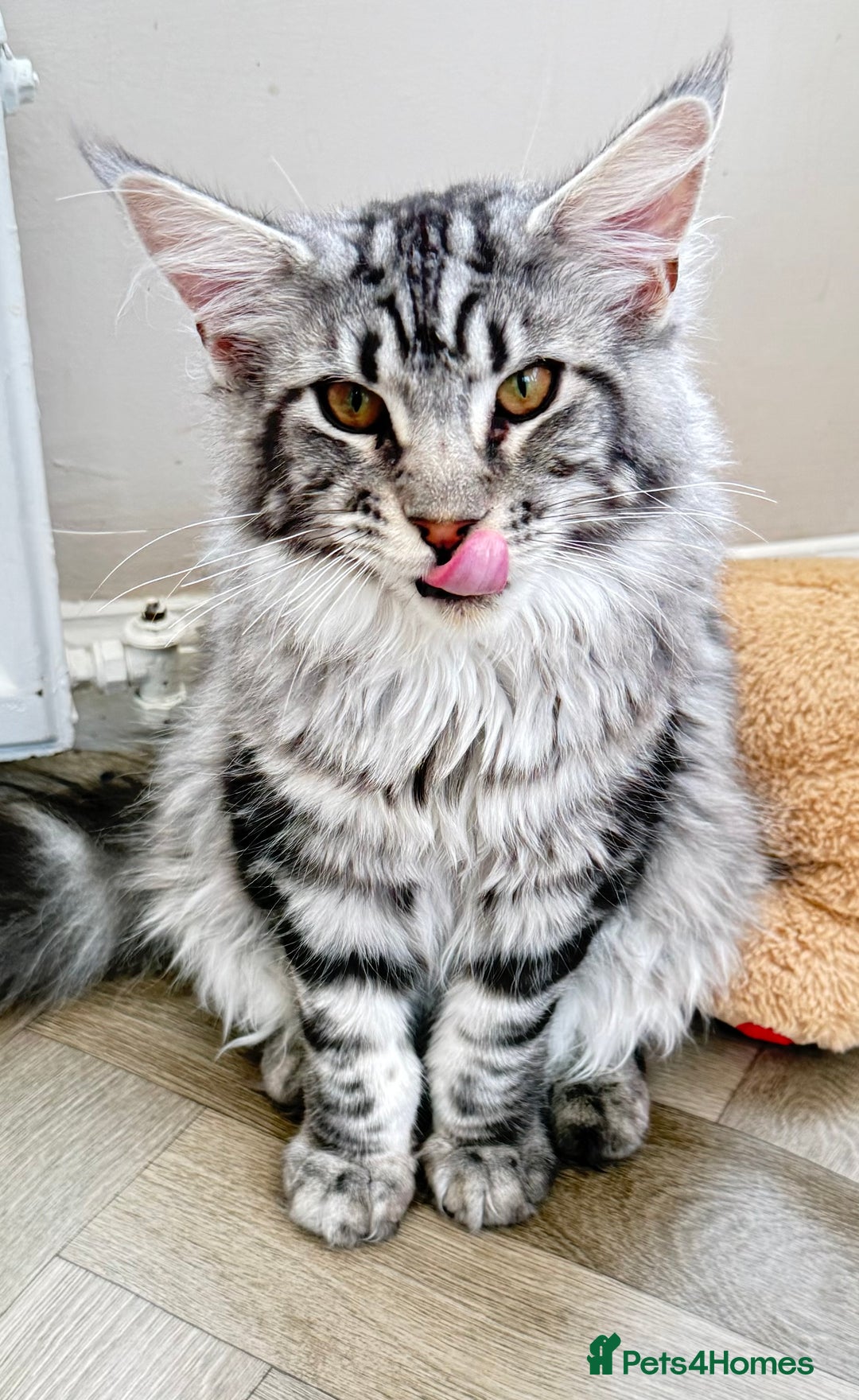 Maine Coon cats for sale: WE MAY SELL ACTIVE Top quality Maine coon kittens - Advert 25