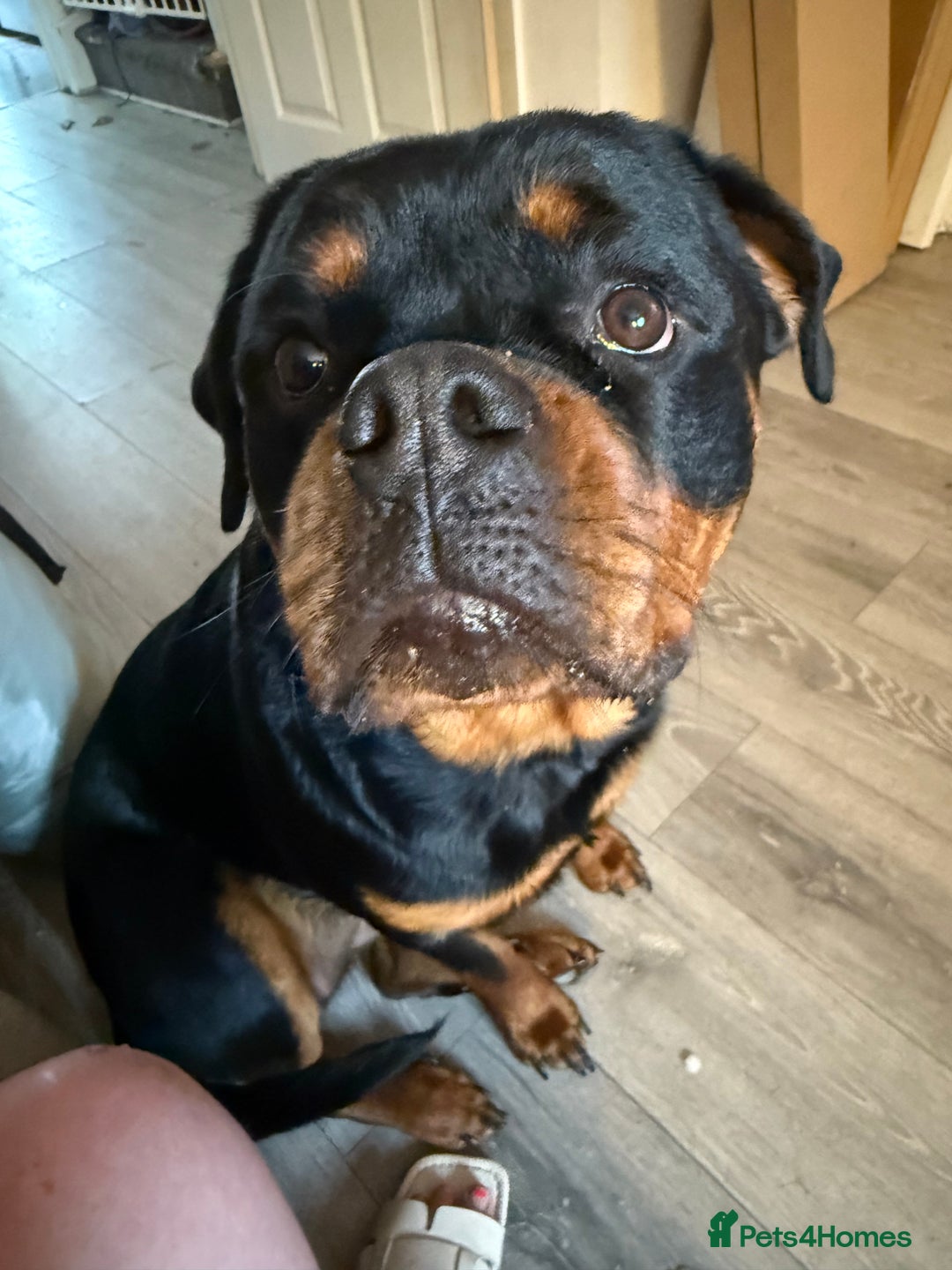 Rottweiler dogs for sale: Rottweiler 10 months old - Image 3