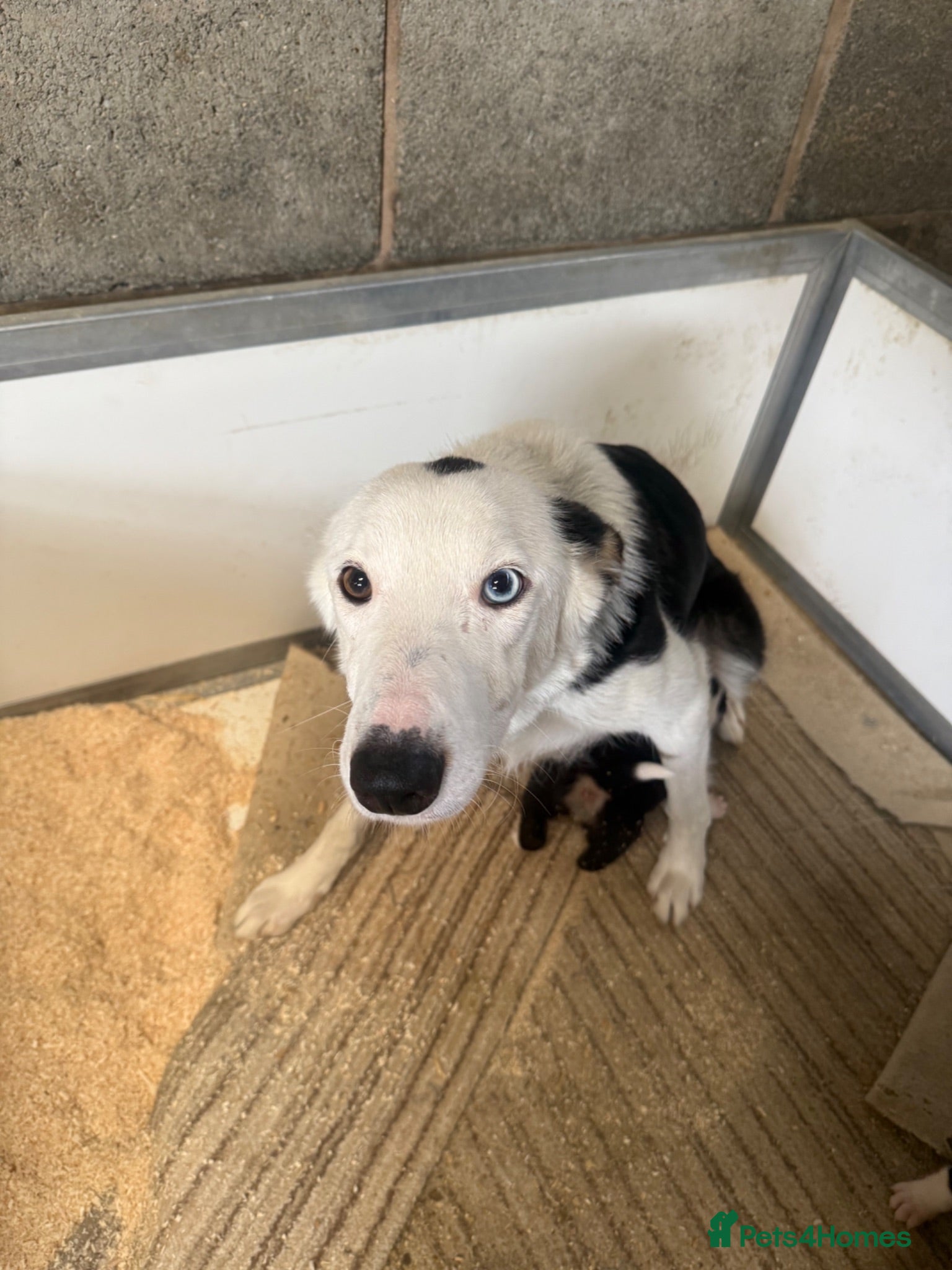 Border Collie dogs Beautiful border collie pup for sale  - Advert 2