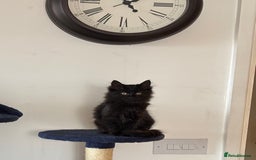 Mixed Breed cats for sale: Long Hair Female Kitten - Image 1