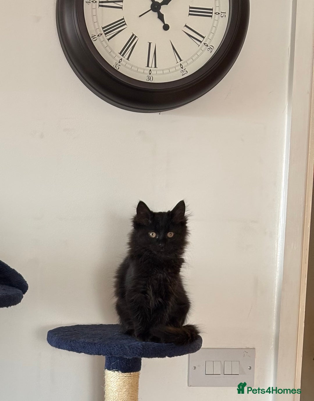 Mixed Breed cats for sale: Long Hair Female Kitten - Image 1