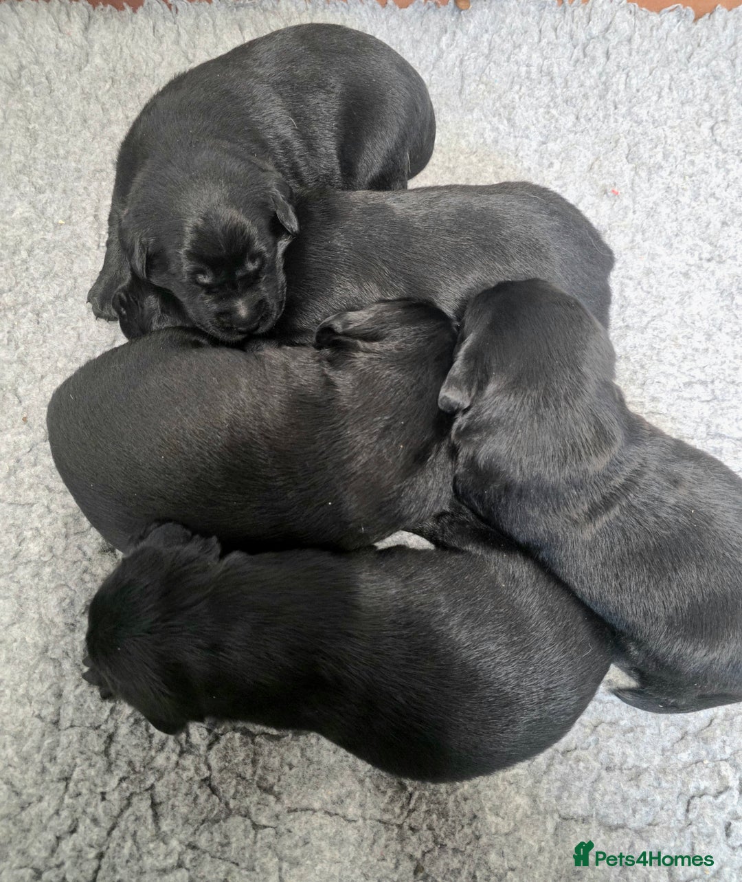 Labrador Retriever dogs for sale: Beautiful Black Labrador Puppies  - Advert 7