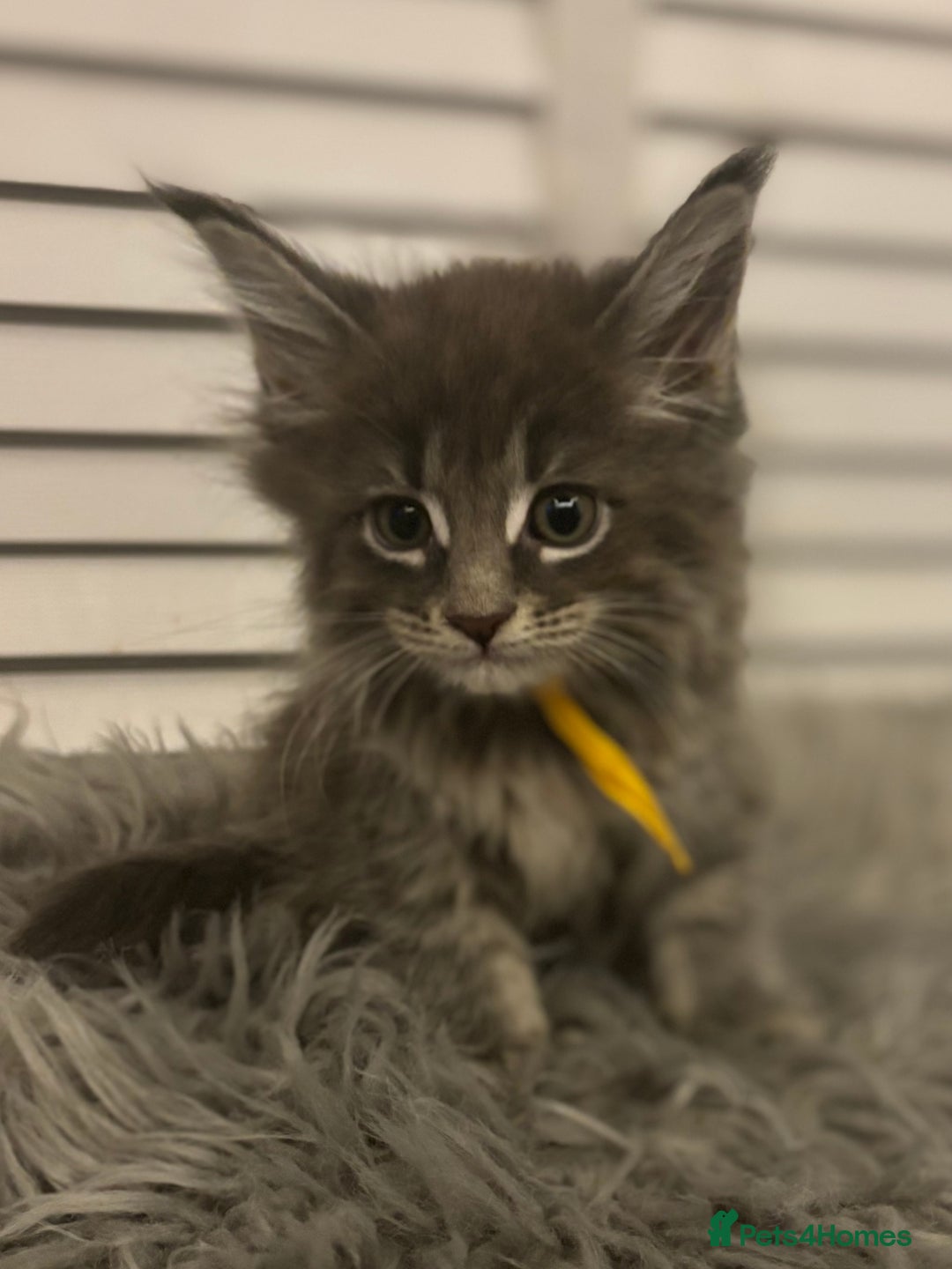 Maine Coon cats for sale: GCCF-Registered Maine Coon Kittens - Advert 19